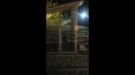 Собаки отдыхают на природе