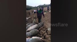 Tragic moment dozens of giant catfish are dragged from drought-hit reservoir