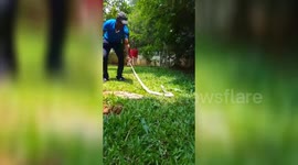 Rare white cobra rescued by snake catcher in southern India.