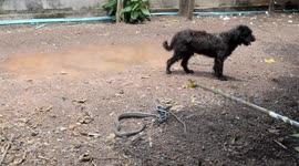 Brave dog helps to catch angry snake wreaking havoc in family's yard