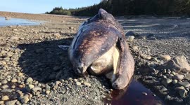 Gray whale washed up dead on a shore of Canadian archipelago