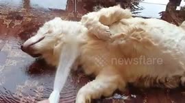 Husky Cools Off With Hose Pipe