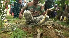 Family shocked after massive python is trapped in their fishing net