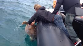 Stag do save a trapped turtle after it got tangled in a net off Sydney's coast