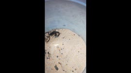 Scorpion eating