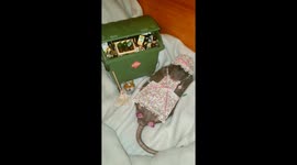 Rat cleaning up after a big weekend of partying