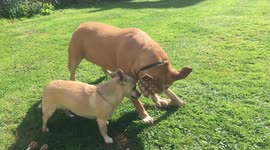 Staffie loves her antler