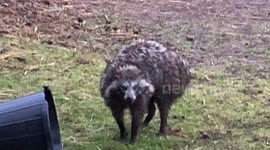 Police hunting for 2 raccoon dogs after they terrorised UK villagers and terrified animals