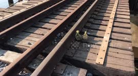 Canada man rescues struggling goslings from train tracks