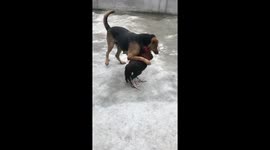 Dog and fighter cock funny moment