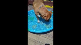 Dog Learning to swim