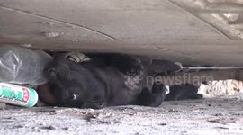 Four dogs rescued after allegedly being dumped in narrow gap between two buildings, Thailand