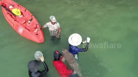 Injured baby dugong rehabilitated i Thailand after getting separated from family
