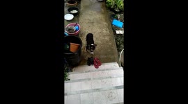 Doggy Has Guilty Eyes After Getting Dirty