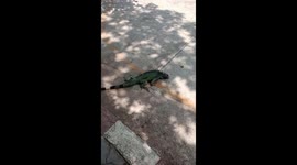 Wild Iguana Crossing The Road