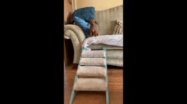 Sausage dog puppy’s first time using her steps