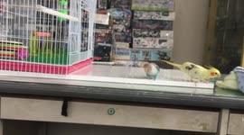 Pet Birds Introduced To Plastic Friend