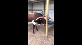Texas farmer tells off 'prankster' teen bull for stealing food