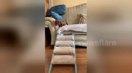 Newsflare Edit - Newsflare Edit - Sausage dog puppy’s first time using her steps