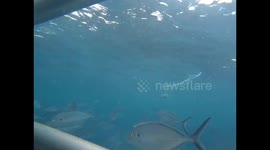 Underwater view of a Great White partially breaching