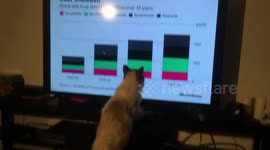 Cat is very concerned by economics presentation on screen