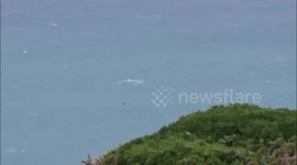 Whales Breaching at Widemouth Bay