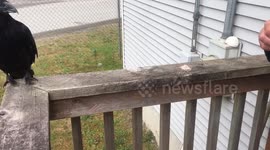 Milkshake Eating Raven