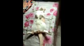 Mother cat has nap so relaxing you'd think she was dead