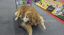 Golden Retriever Rests On Trolley