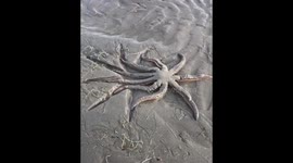 This 9-legged sea star slowly unsticking from mud will change the way you look at the world