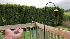 Wild Finch Serenades Me