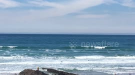 Whales spotted off Bude beach in north Cornwall, UK