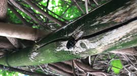 Carpenter bee in flight