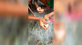 Six year old two kid rescued a snake from fishing net & released in wild in southern East India.