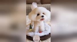Chinese girl uses wool to make lifelike pet dog for owner