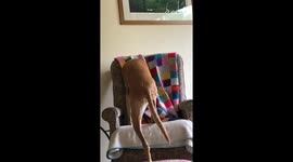 Clever dog puts blanket on itself