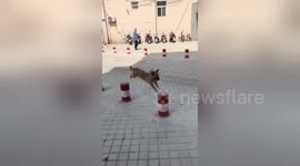 Playful dog skilfully jumps from one bollard to another in China