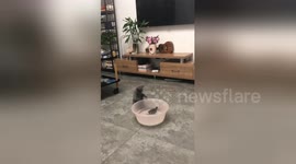 Kitten scared by turtle who stretches head out slowly in China home