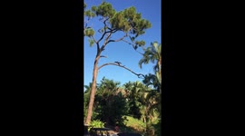 Spreading wings to fly away