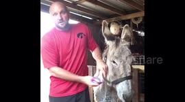 Donkey rescued from deplorable conditions makes amazing recovery at Texas sanctuary
