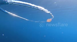 Moment jellyfish goes for a spin after wrapping itself around bubble ring