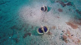 Flashy lionfish filmed on Philippines sea floor