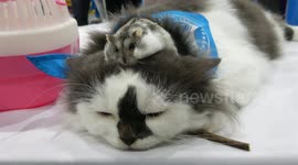 Cat with his hamster friend