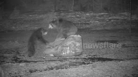 Transylvanian bears get into roaring fight over who gets to sit on 'stone throne'