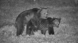 Bear cubs mate for the first time at front of wildlife camera