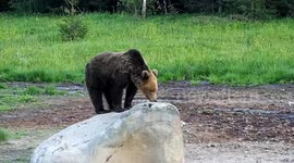 3 bear cubs eating next to each other