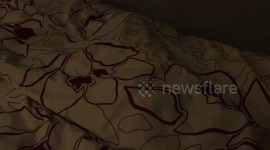 Flat dog makes sitting on blankets dangerous