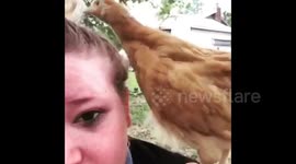 Chicken peck in the eye