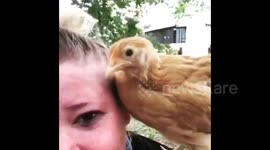 Chicken shocks owner by pecking her eye at Virginia home