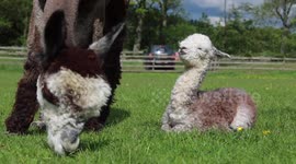 Scottish farm are 'absolutely delighted' to welcome baby alpaca into the world